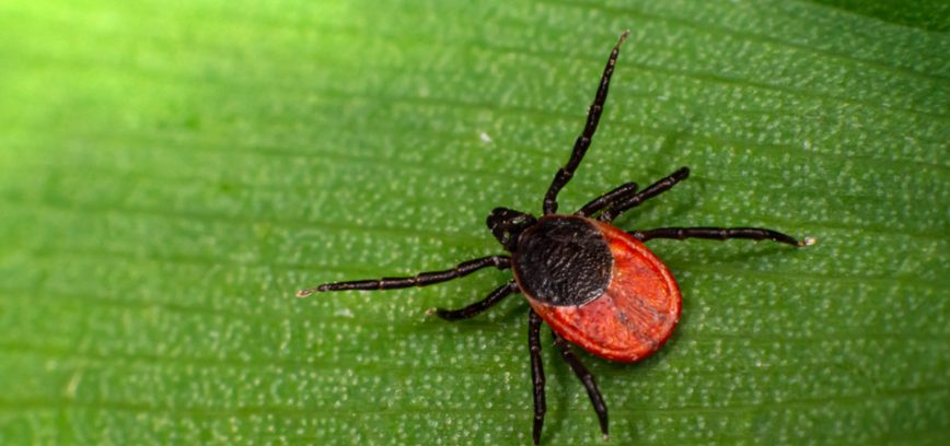 Atšilus orams, atsibudo ir erkės